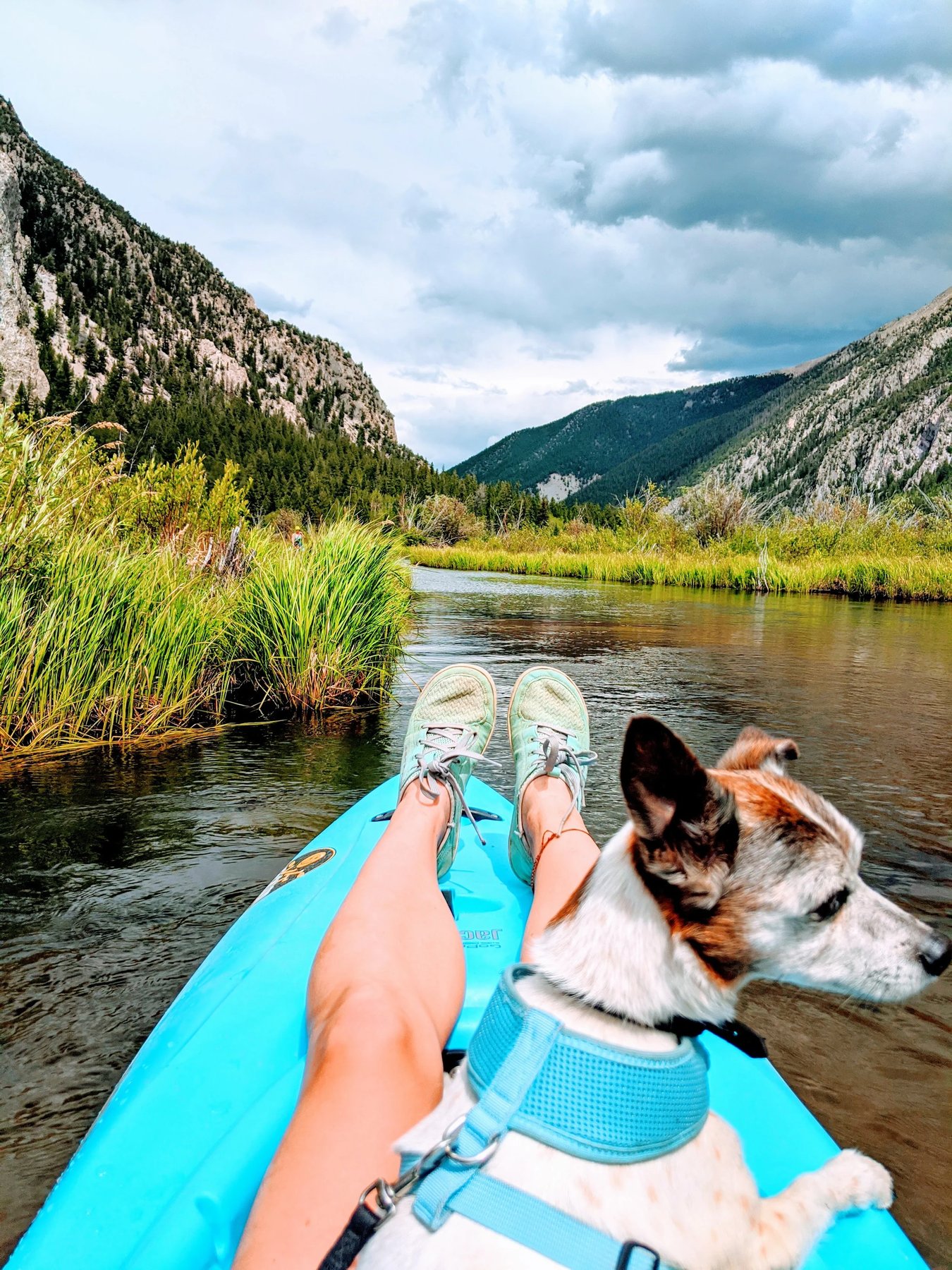 Durango Dog
