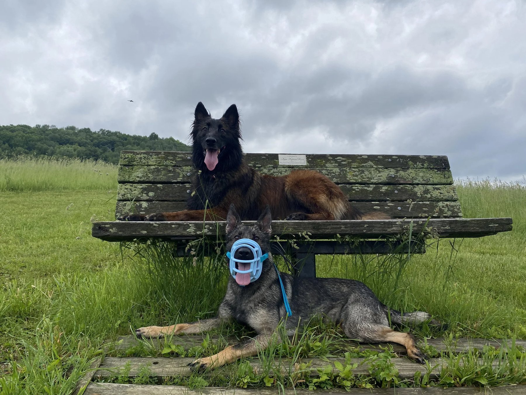 Canine Connections Dog Training