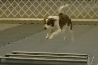Buddy’s Dog School, Inc
