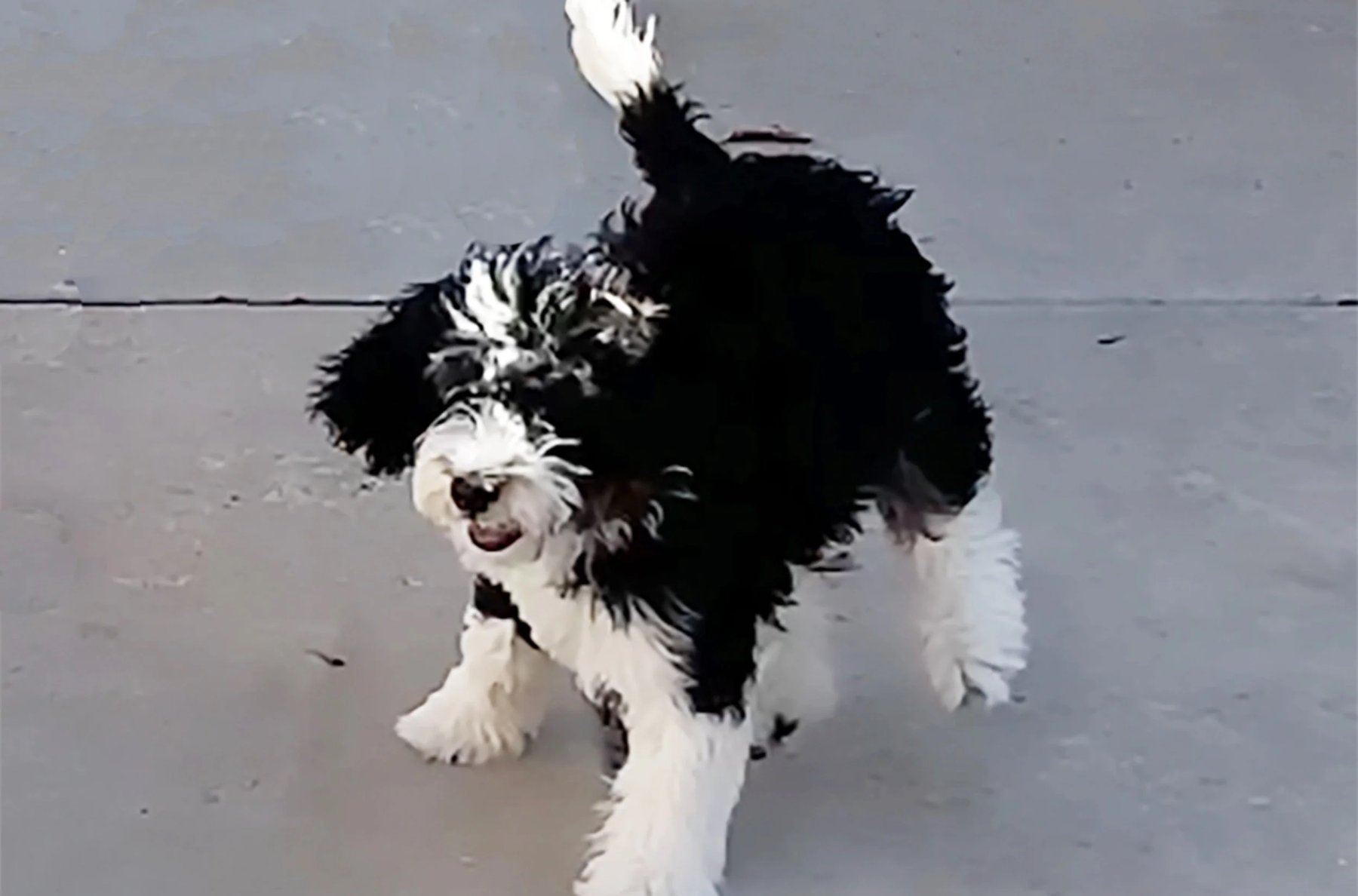 MyPack Dog Training & Boarding