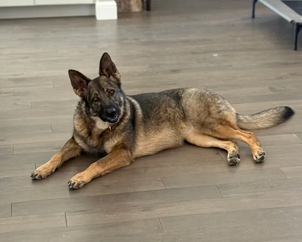 Assent Canine Training