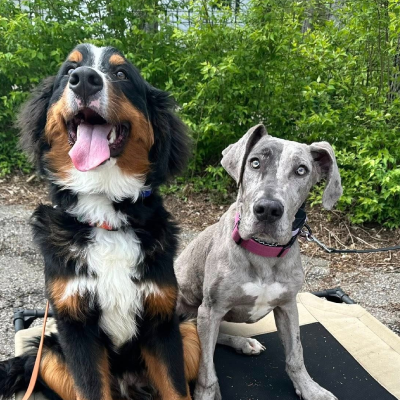 Bulletproof Dog Training