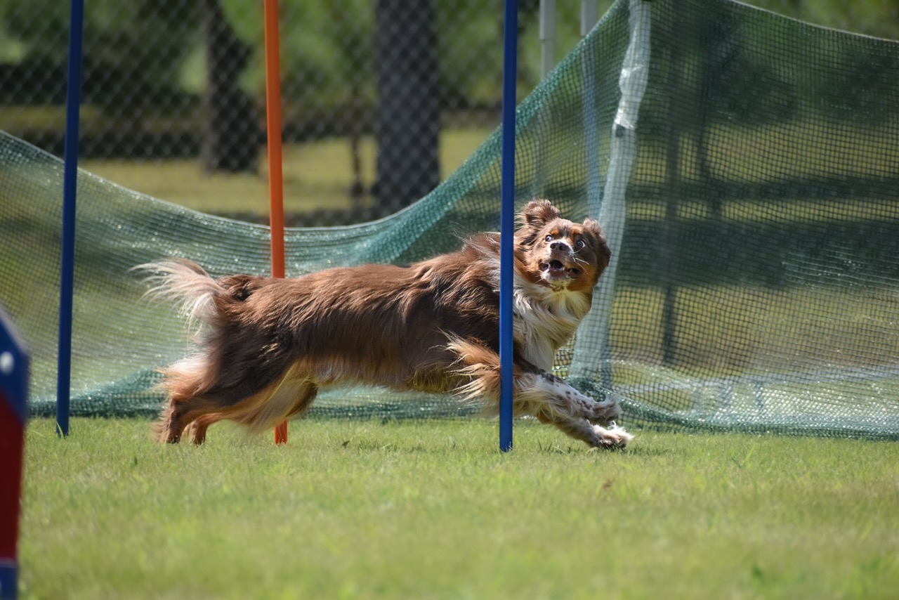 Canine Connection Brainerd Kennel Club