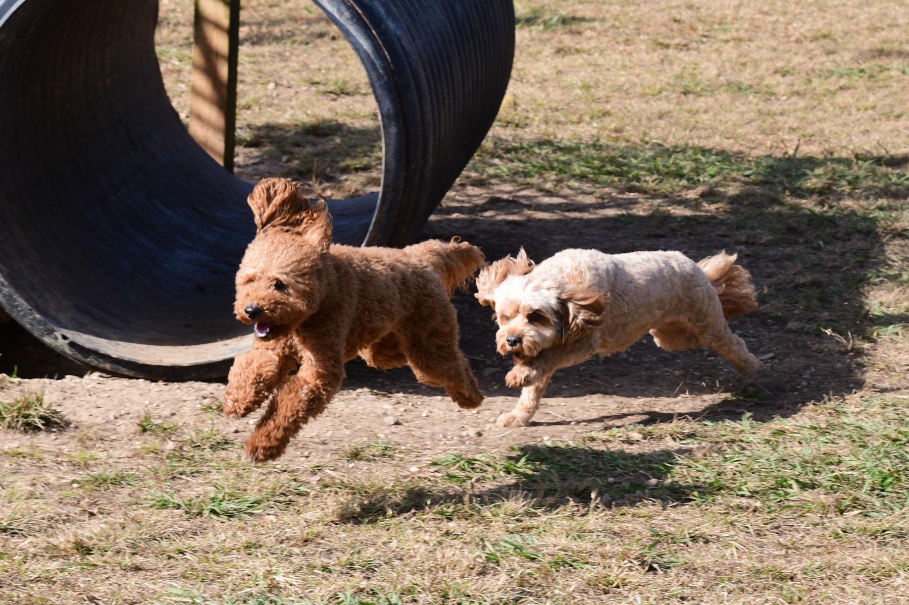 Dog Ranch Too