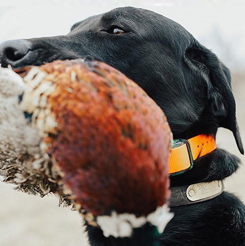 Double A Gun Dogs