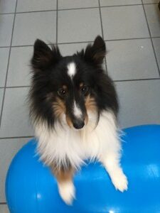 Kennel Club of Fort Atkinson — dog trainer in Janesville, WI