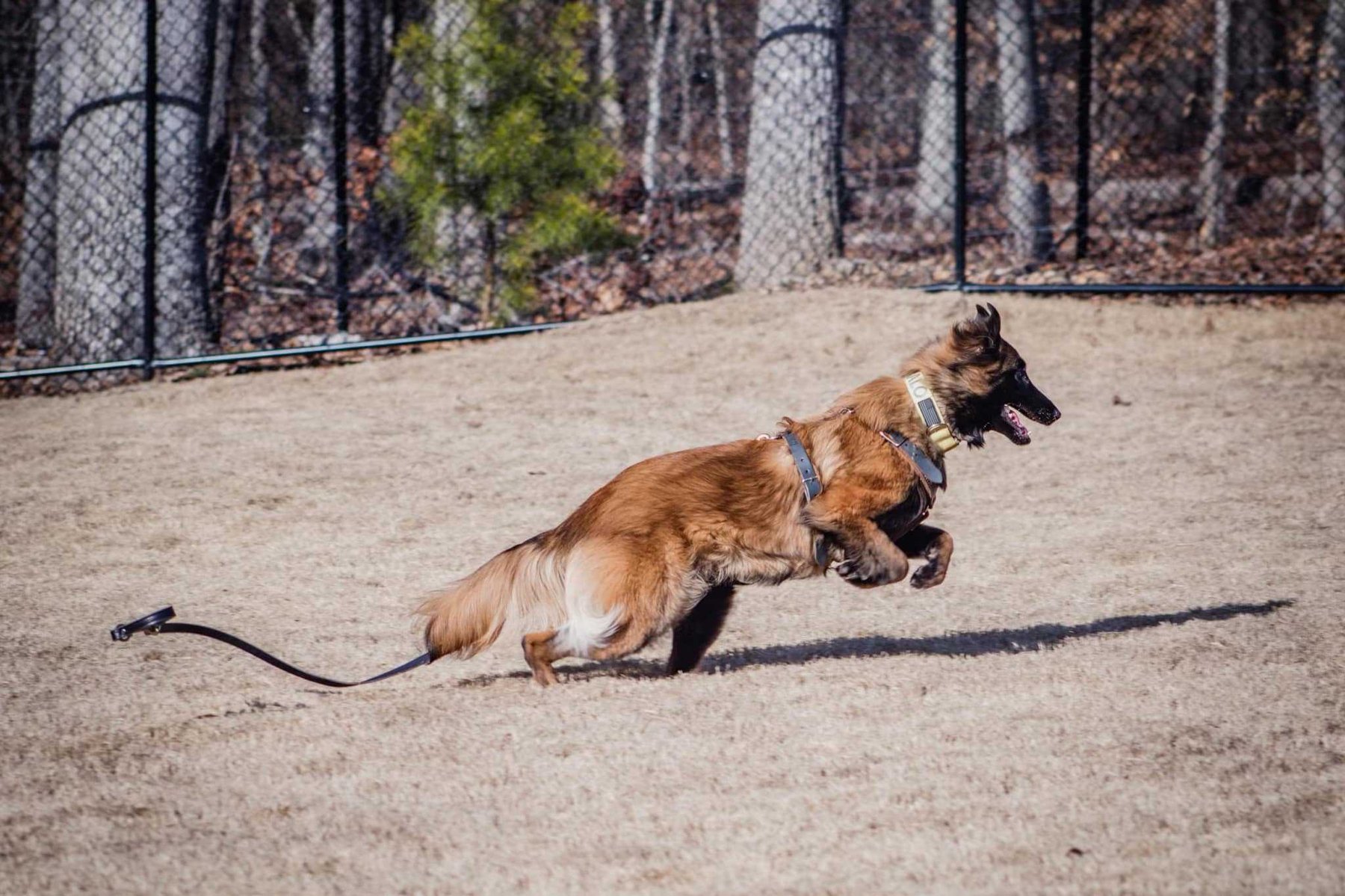 Synapse Canine Learning Center