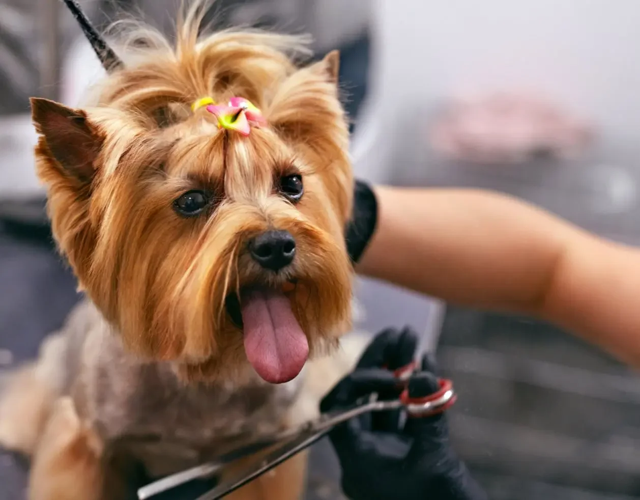 Love Thou Dog — dog trainer in Queens, NY