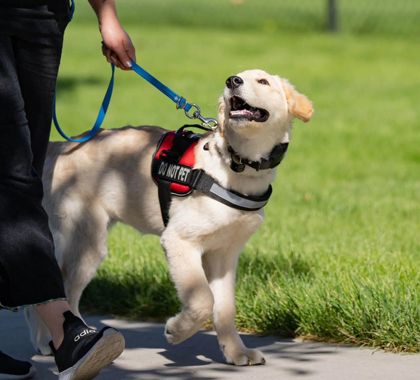 Dog Training Elite Mandeville