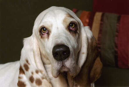 Go Over Rover Dog Training LLC