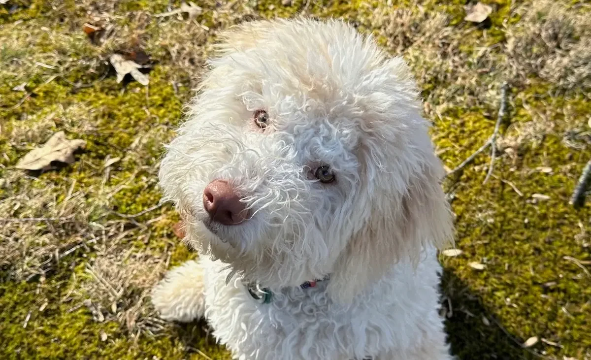 The Polite Dog