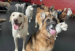 Pals for Pups
