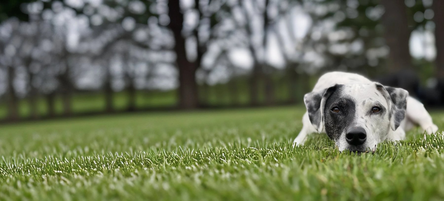 Spot On Dog Training LLC