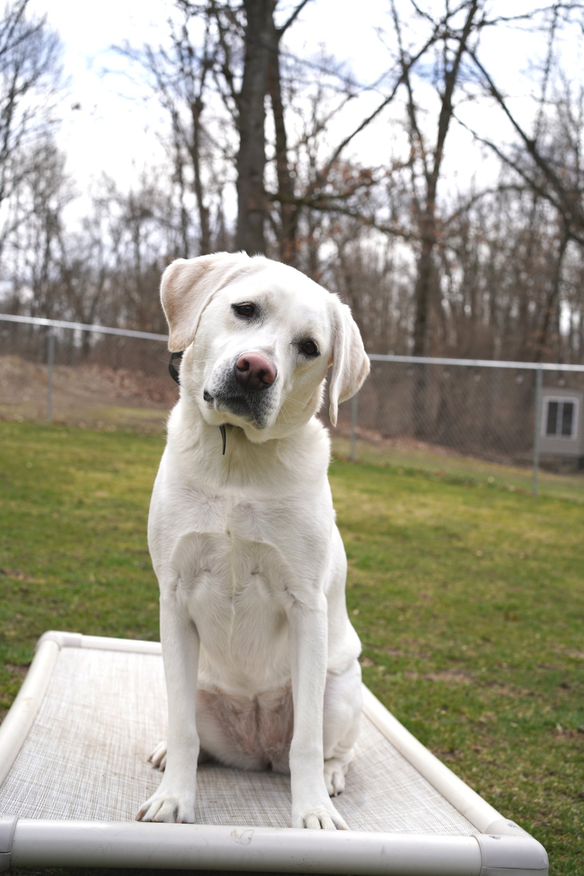 Train With Layne — dog trainer in Howell, MI