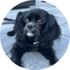THE PET GETAWAY LLC