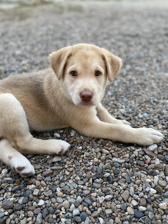Connected Dog Training LLC