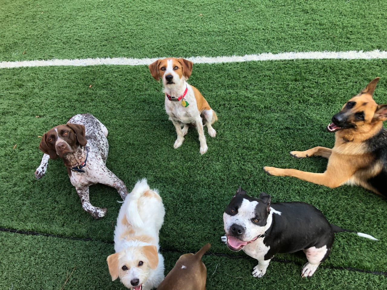 Camp Mutt Dog Training & Boarding