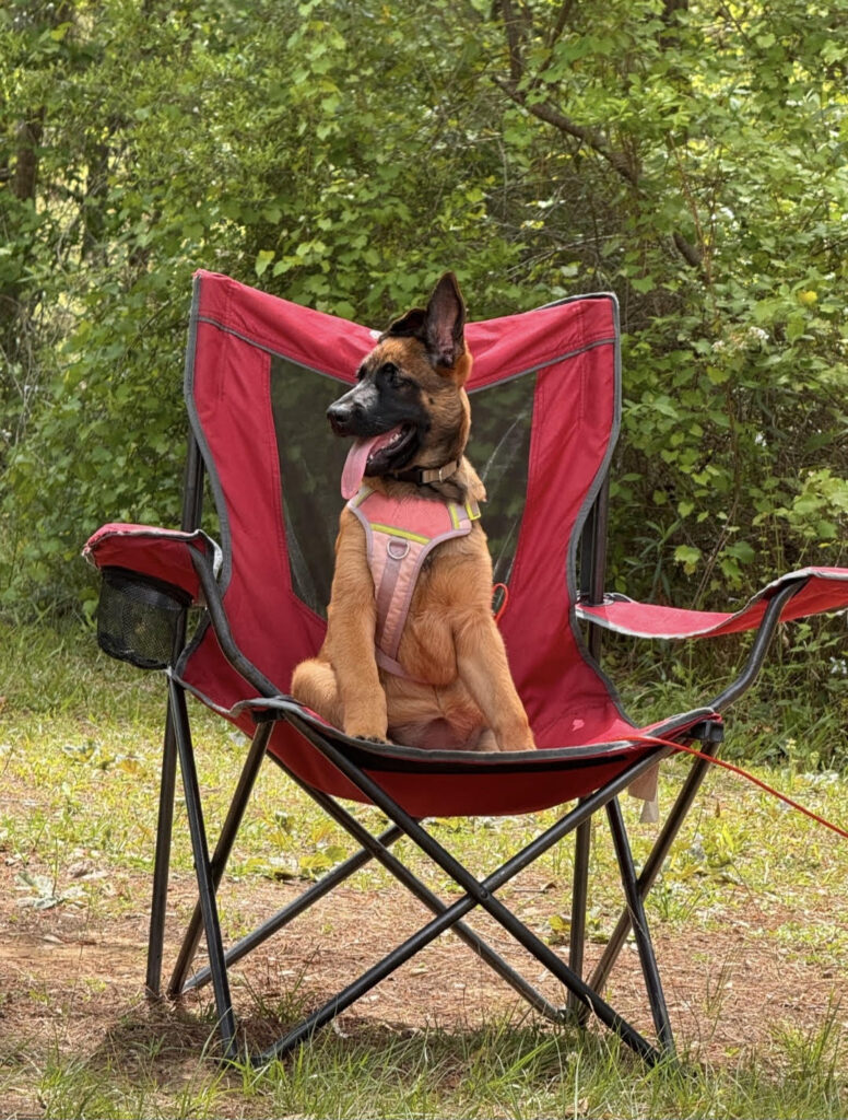 Blue Blood Canine