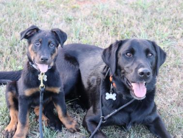 Prince K9 Training