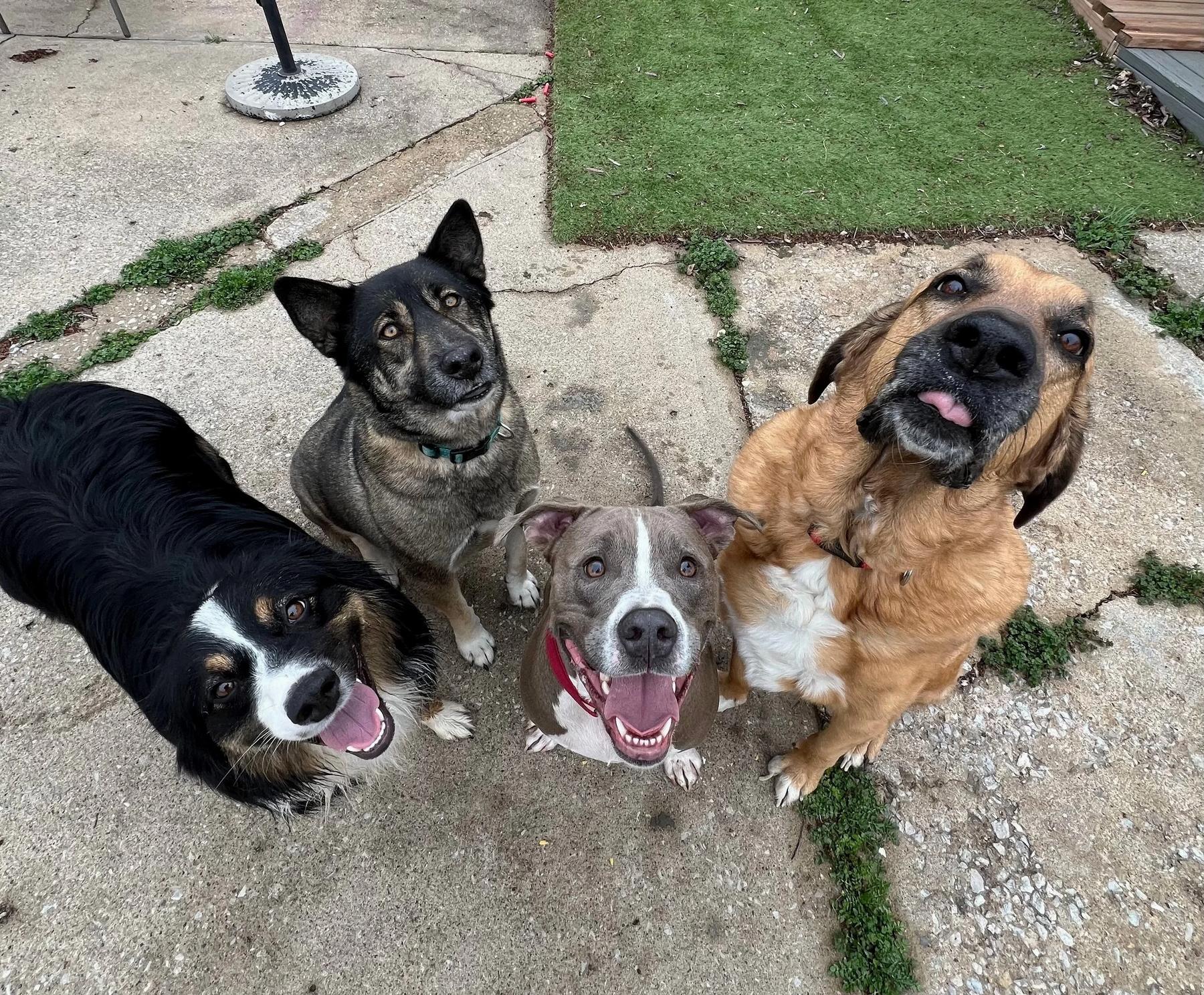 DoggSense Behavior & Training Co. — dog trainer in Overland Park, KS