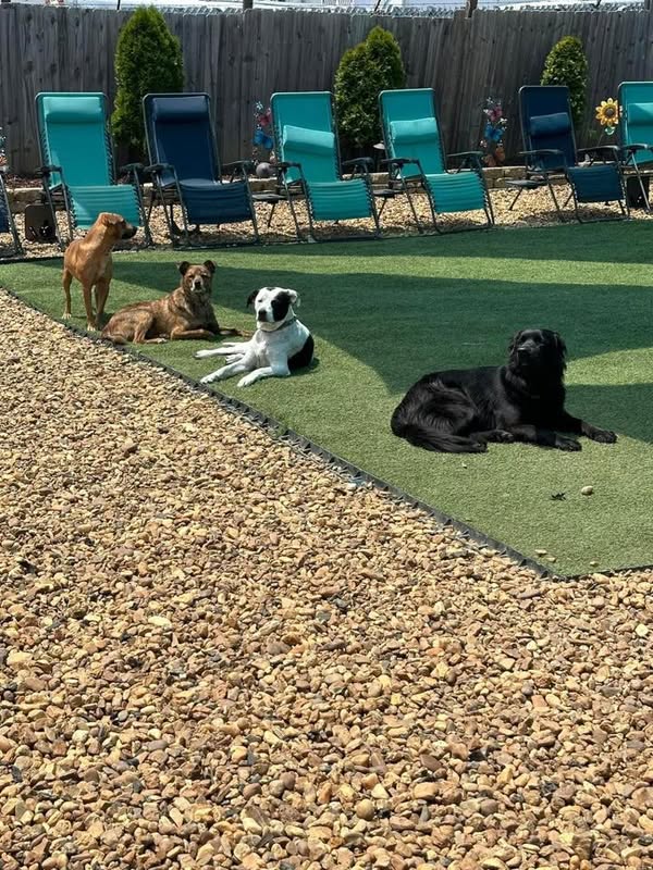 Pawsome Place Canine Oasis
