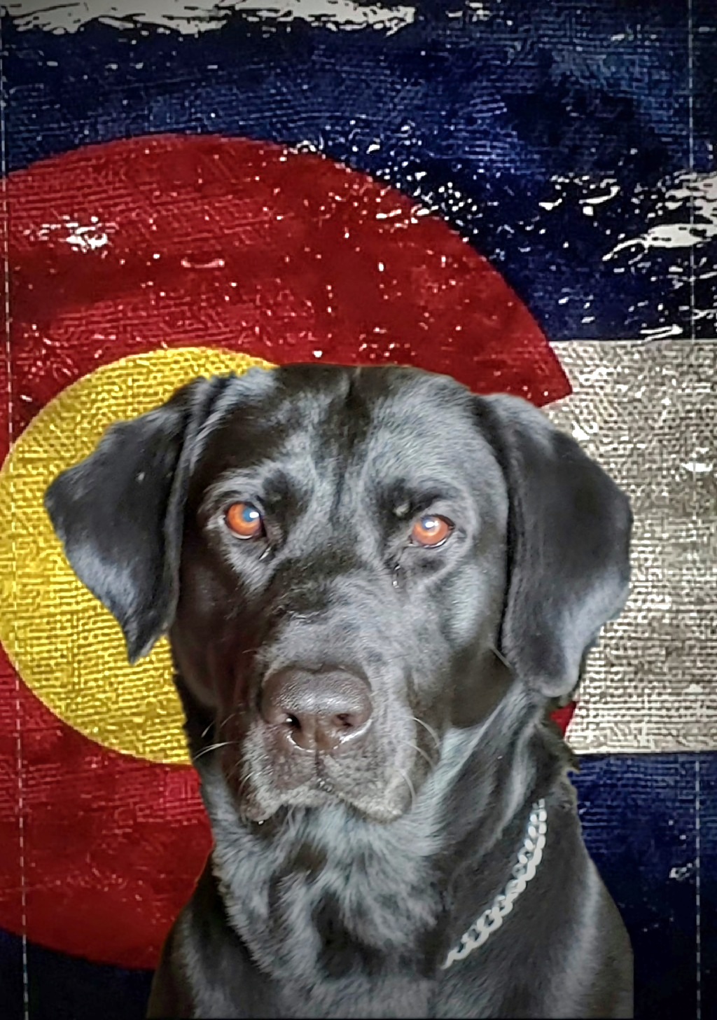 ObstinateK9