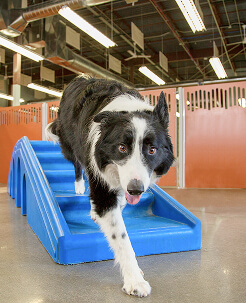 Camp Bow Wow Crestwood
