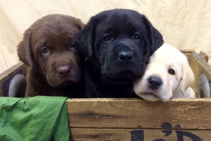 Sorenson Kennels