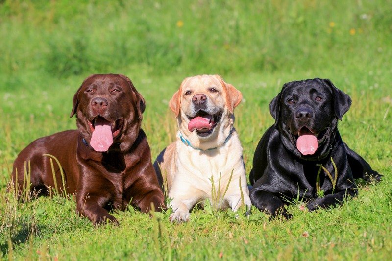 Red Rock Dog Training