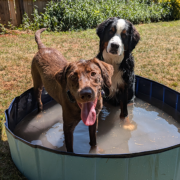 Wavelength Canine — dog trainer in Greenville, SC