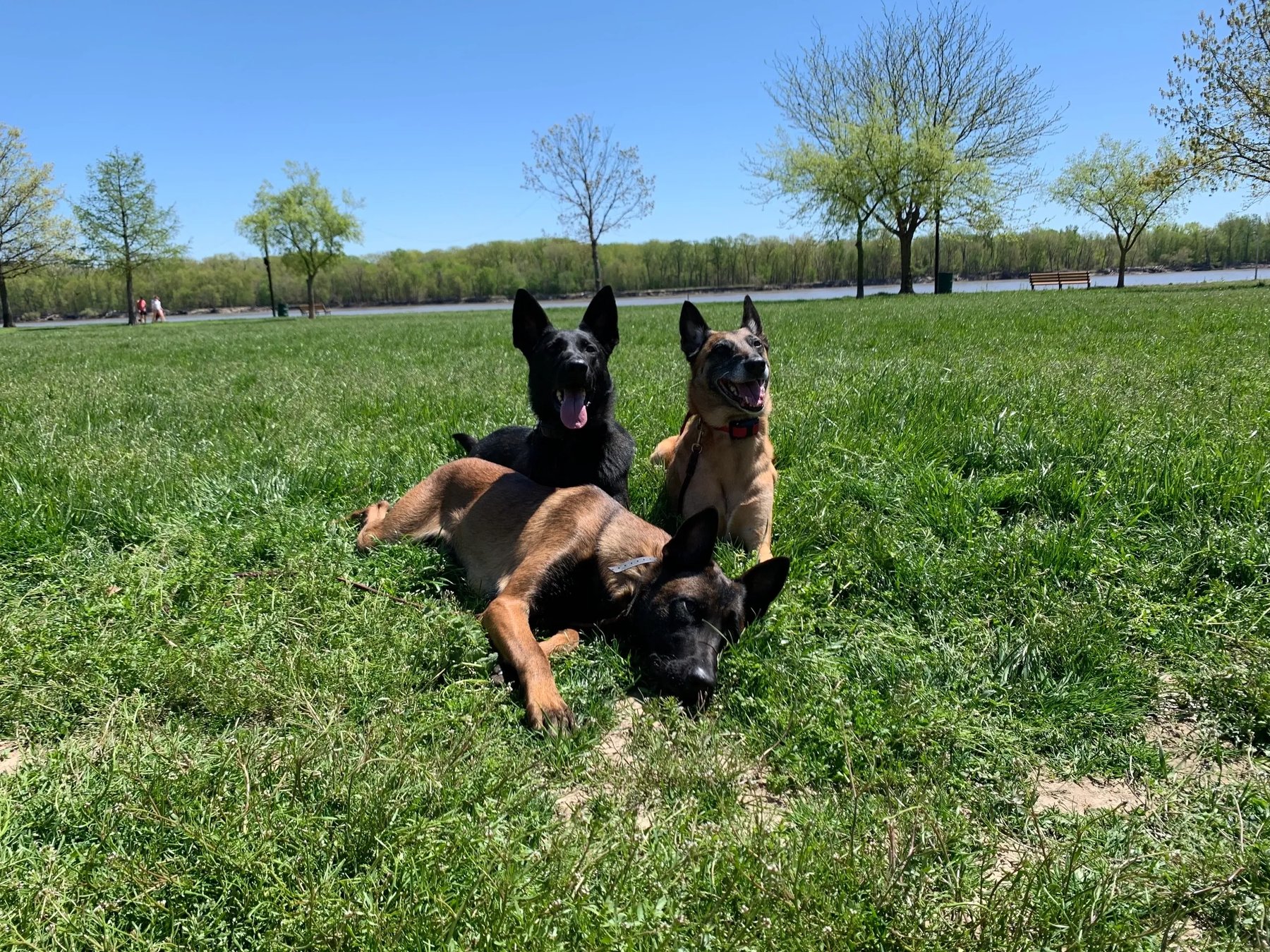 STL Dog Works