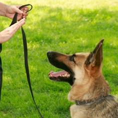 Empire K-9 Inc.