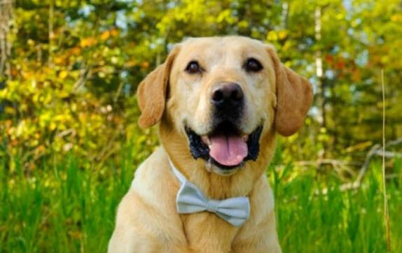 J & M Retrievers and Kennels
