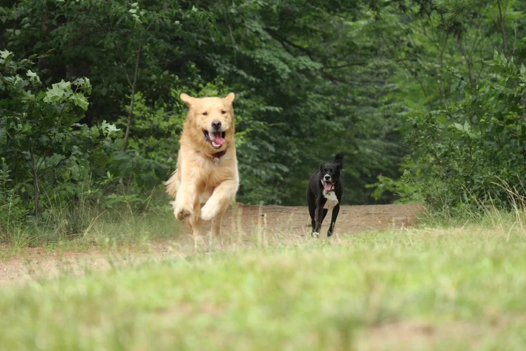Venture Canine Co.