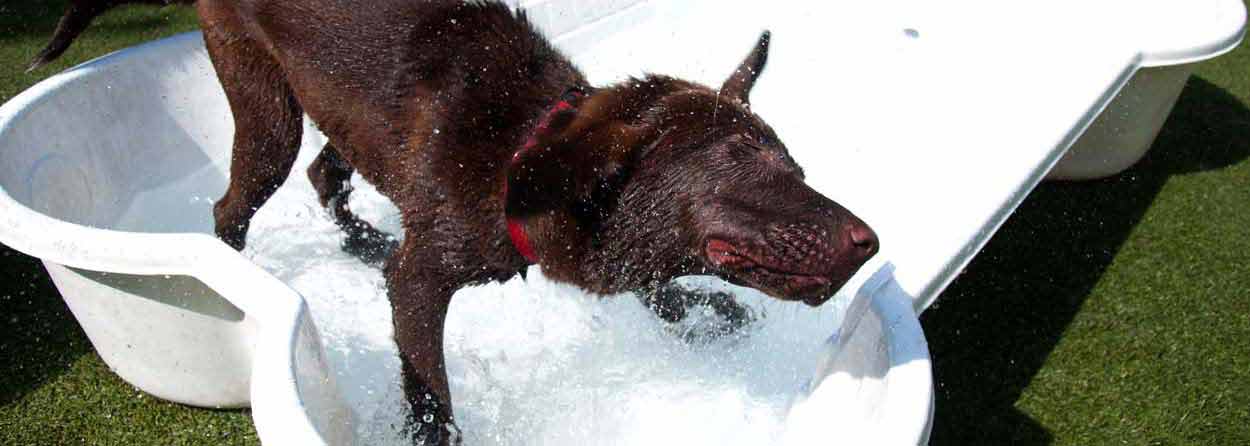 Tucker Pup’s Dog Training Center