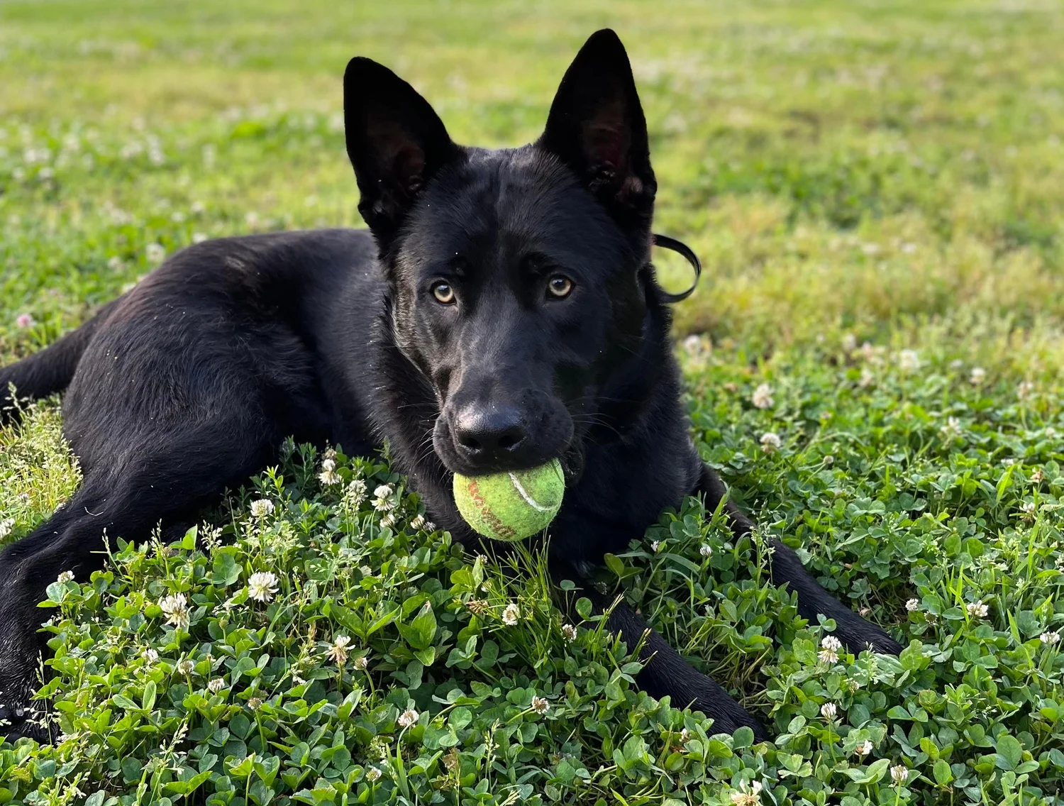 Homegrown Canine Training LLC