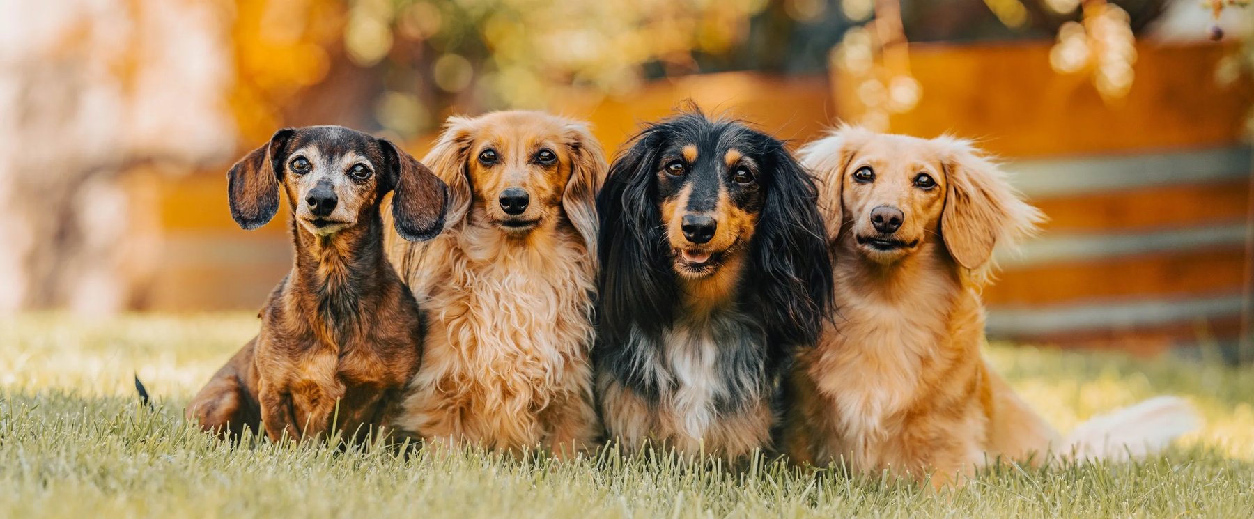 Blossom K9 Training — dog trainer in Las Vegas, NV