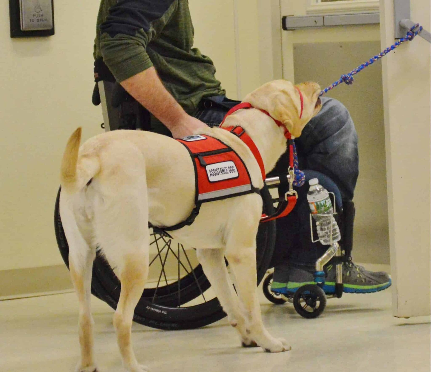 PHOENIX DOG TRAINING AND BEHAVIOR CENTER