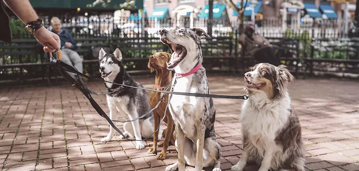 Paws Laws