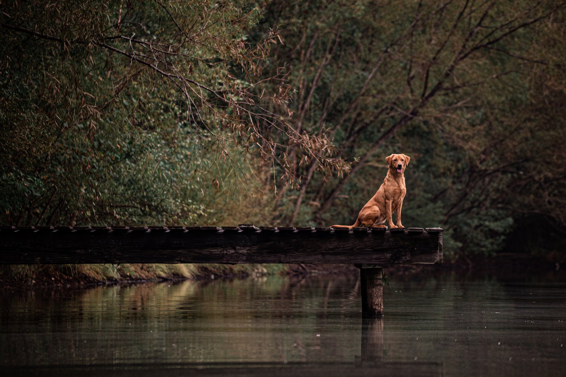 Sporting Life Kennels