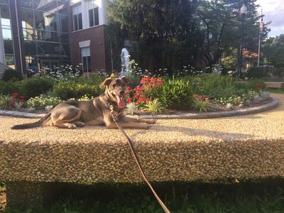 The Guiding Leash Dog Training and Behavior Solutions, LLC.