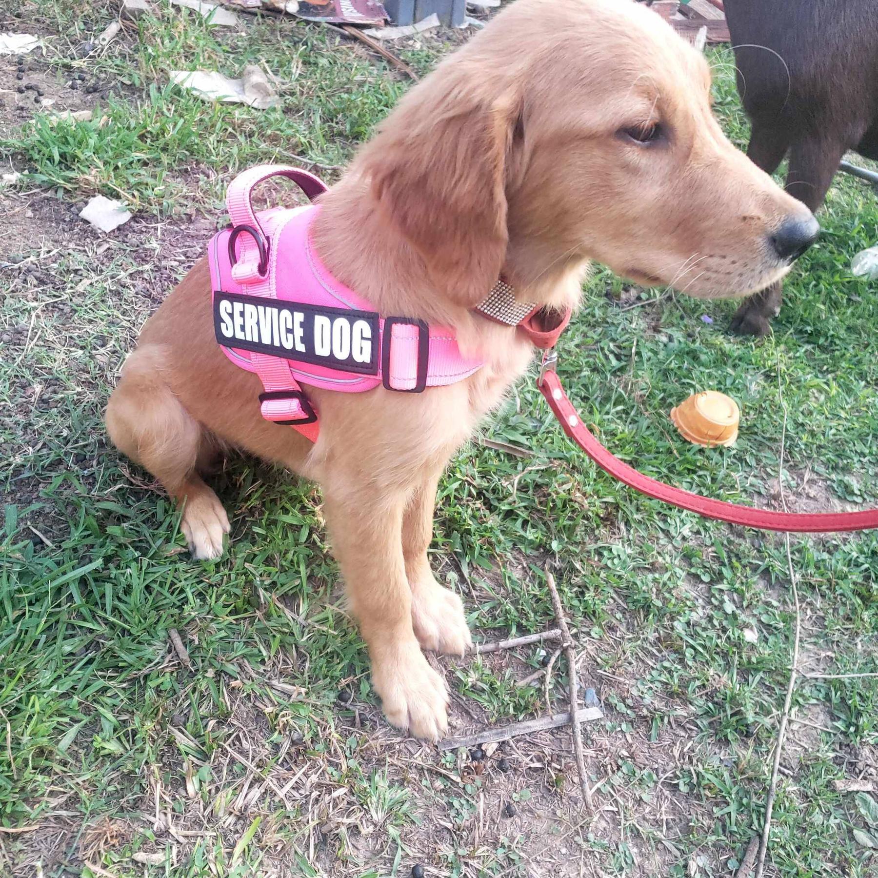 Gracie Service and Obedience Dog Training