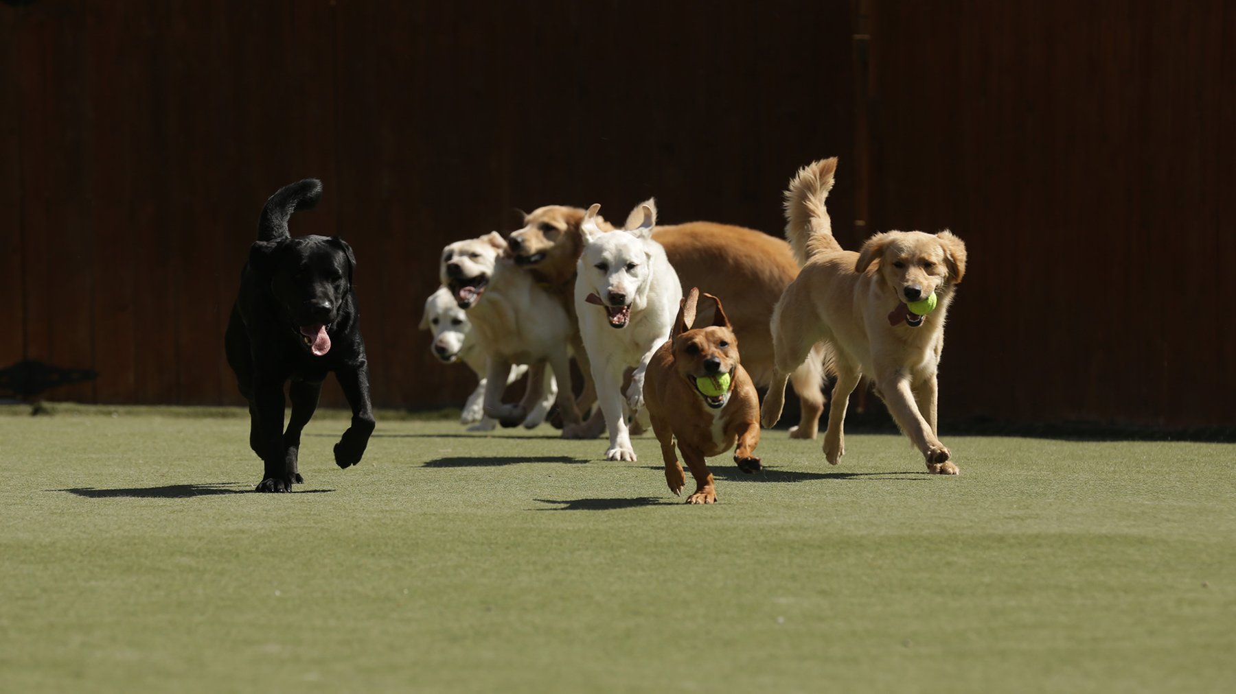 Happy Tails STL