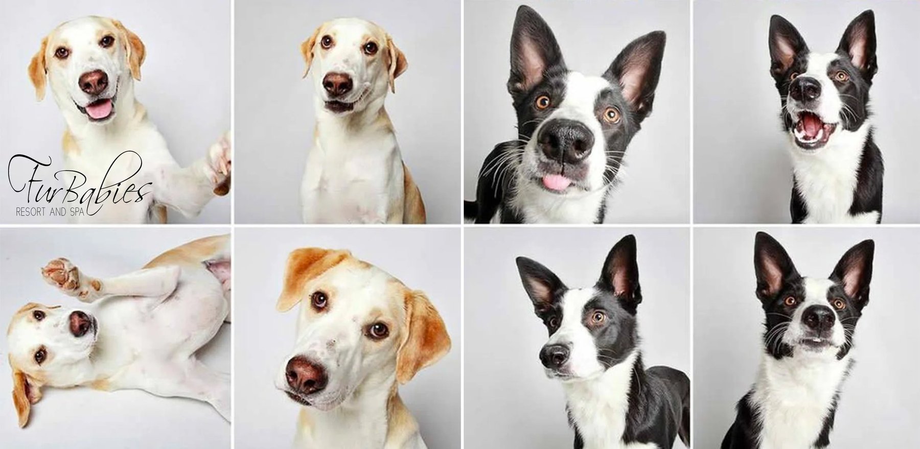 FurBabies Resort and Spa