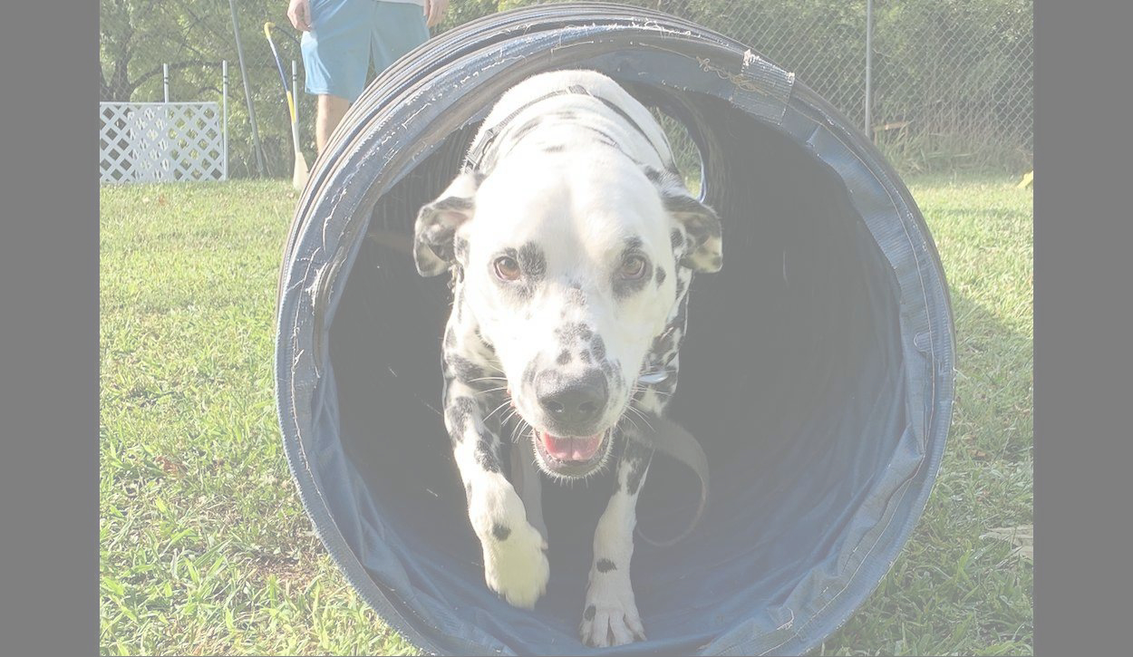MidMo Dog Training