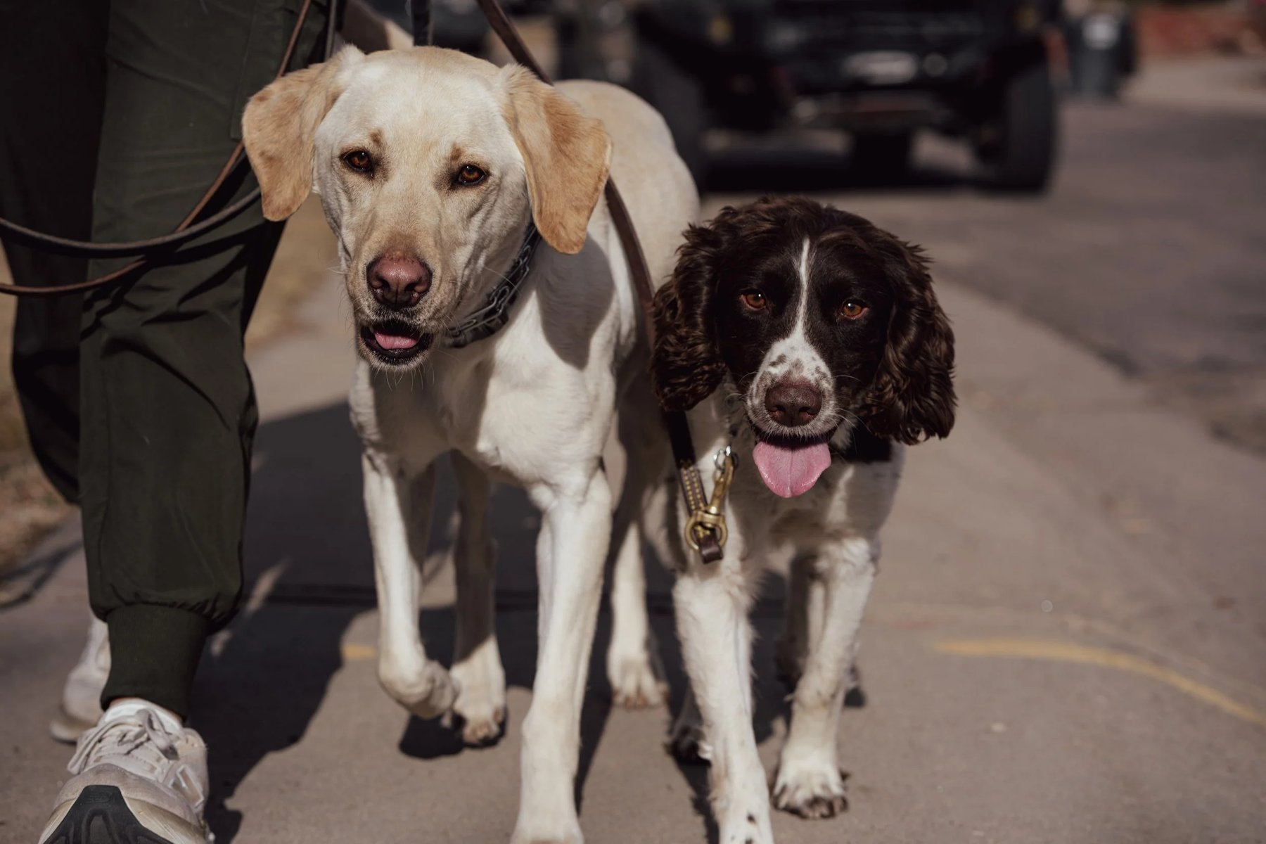 Good Dog Greeley LLC — dog trainer in Greeley, CO