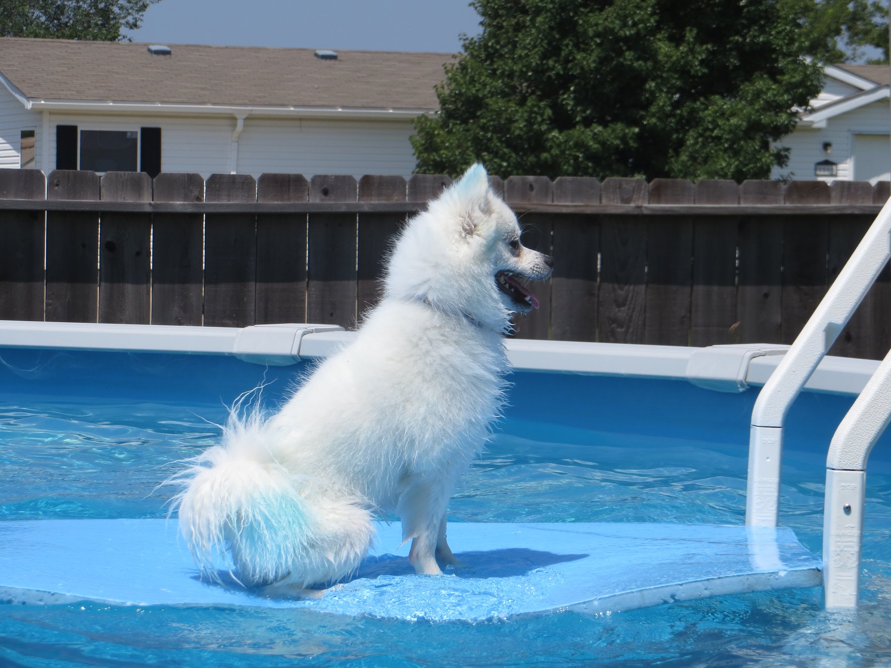SitStay Dog Training