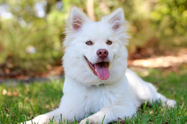 Smiles Dog Training