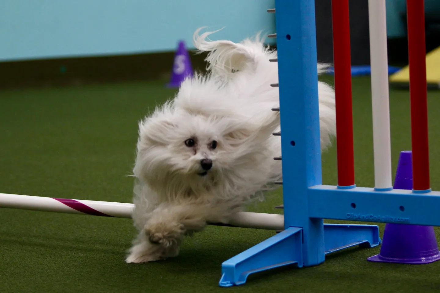 Urban Pooch Sports Annex
