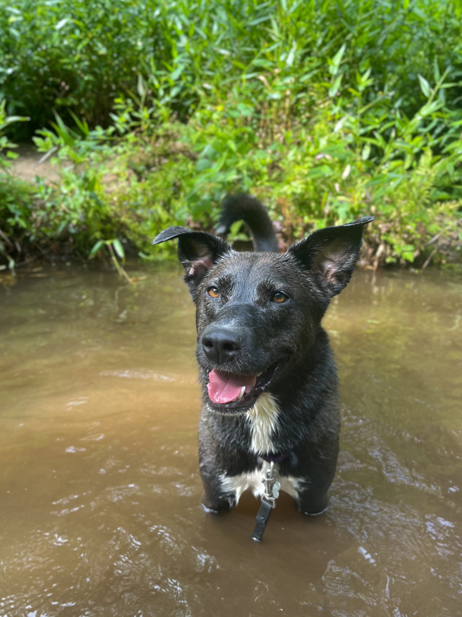 Active Dogs of Asheville